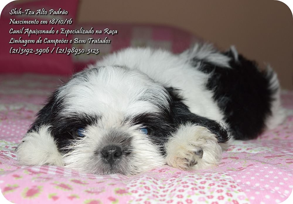 venda de filhote de shih tzu